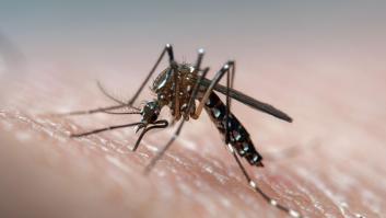 Tres consejos que te interesan si eres un imán para los mosquitos