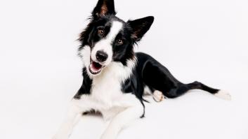 Las mejores razas de perro para tener en un piso o apartamento