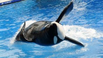 Conmoción por la repentina muerte de Amaya, la orca más joven del Sea World de San Diego