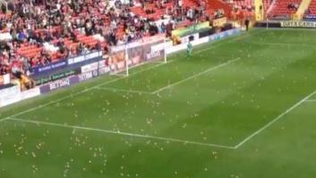 Fans de Charlton y Coventry lanzan cerditos al campo en modo de protesta
