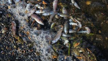 El trasvase Tajo-Segura, el origen de la catástrofe del Mar Menor según un informe de Greenpeace