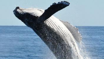 Una ballena engulle a un buzo y lo devuelve vivo en una playa de Sudáfrica