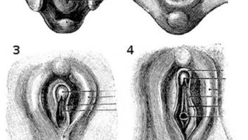 Anatomía: el clítoris y el cuerpo humano