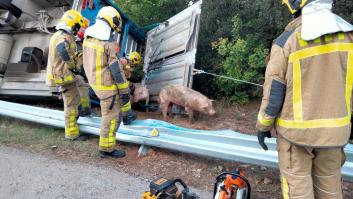 Vuelca un camión con 220 cerdos en Barcelona