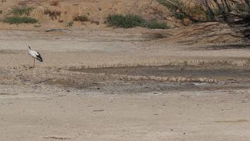 La sequía ahoga a España: embalses en situación crítica y restricciones en el consumo de agua