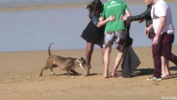 Ataque de un perro en la playa de San Sebastián: el acalorado debate en YouTube