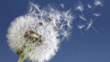 Alergia al polen 2014: 11 claves para afrontar la primavera este año