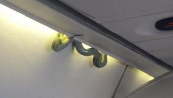 Encuentran una serpiente a bordo de un avión en pleno vuelo en México