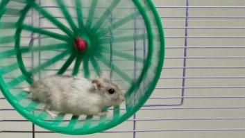 Los ratones y las ruedas giratorias: no es antinatural, disfrutan girando