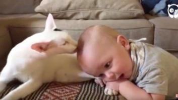 El enternecedor vídeo que muestra cómo acepta un bebé a un gato recién adoptado