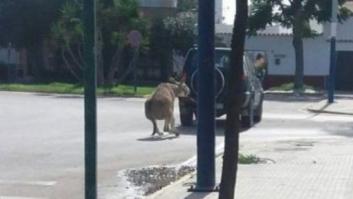 Denuncian a un vecino de Chipiona acusado de arrastrar a un burro atado a su todoterreno
