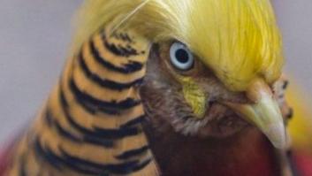 Este pájaro clavado a Trump se convierte en una auténtica celebridad