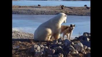 El lado oscuro tras este vídeo de un oso acariciando a un perro