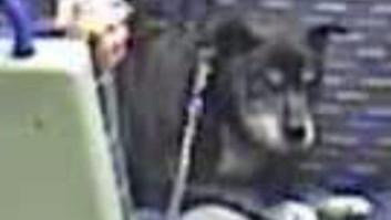 El cruel maltrato a este perro en un tren indigna al Reino Unido