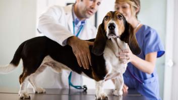 El programa mejores amigos de la ley animal para tener veterinario gratis