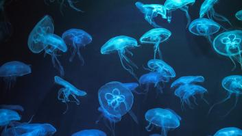 ¿Para qué sirven las medusas si lo único que hacen es picarnos?