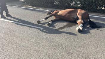 La Feria de Abril también es esto: Pacma denuncia la muerte de un caballo por sobreesfuerzo