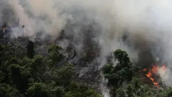 Esto es lo que tienes que saber para entender por qué arde la Amazonia