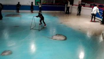 Cierran esta pista de patinaje en Japón en la que había 5.000 peces muertos bajo el hielo