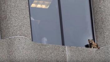 Un mapache trepa hasta el piso 23 de un rascacielos de EEUU y llena de angustia Twitter