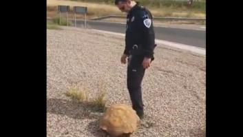 Hallan a una tortuga de más de 25 kilos en una rotonda de Ciudad Real