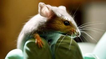 Logran alargar la vida de ratones gracias a la reprogramación celular