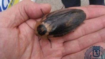 Hallado un tupper con 54 cucarachas gigantes de Madagascar en un descampado de Madrid