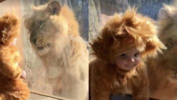 El cara a cara más tierno entre dos "leones": el del zoo y este bebé