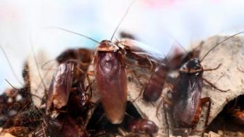 Este verano hay un "riesgo muy alto" de sufrir una plaga de cucarachas en España