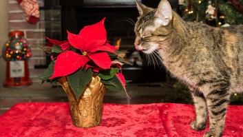 Tres plantas navideñas que son peligrosas para perros y gatos