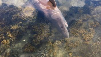 Hallan una especie de tiburón de más de tres metros nunca antes vista en las costas gallegas
