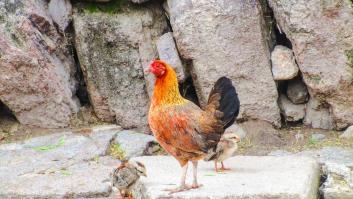 Torrevieja retirará unas 500 gallinas que campan sueltas por sus calles