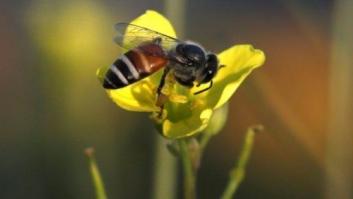 Jaque a los pesticidas que acaban con las abejas