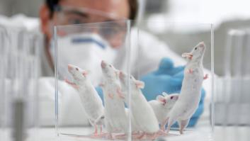 Los laboratorios españoles realizaron 836.096 experimentos con animales en 2018, 33.000 más que en 2017