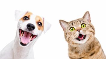 ¿Por qué los dueños de perros y gatos son más felices?