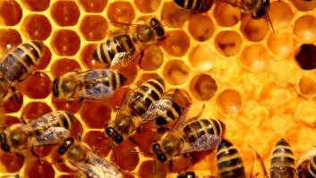 La UE prohíbe el uso en exteriores de tres insecticidas peligrosos para las abejas