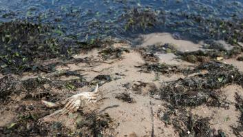 Greenpeace señala a la “oligarquía del campo” como responsable del “crimen” del Mar Menor