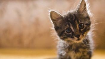 11 razones científicas que demuestran que tener gatos es bueno para la salud