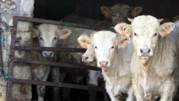 Detectado en Portaje (Cáceres) un caso de 'vaca loca'