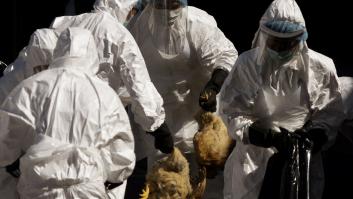 India alerta de casos de gripe aviar en el país y empieza a sacrificar a miles de aves