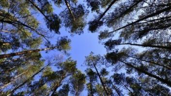 Ecosia, el buscador que planta árboles a golpe de clic