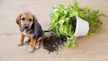 Todas estas plantas son tóxicas para perros