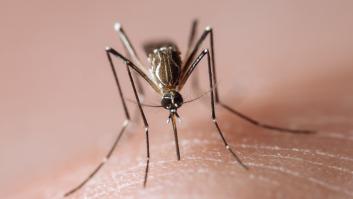 ¿Por qué los mosquitos nos pican a unos más que a otros?