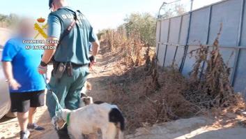 Investigan por maltrato animal a un vecino de Huelva tras hallar 56 perros en malas condiciones