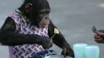 Encuentran ahogado al chimpancé huido de un zoo en Mallorca