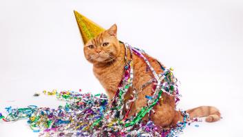 15 personas se contagian de coronavirus por asistir a la fiesta de cumpleaños de un gato