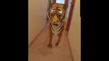 Cómo funciona la herramienta de Google para hacer que un tigre se pasee por tu salón