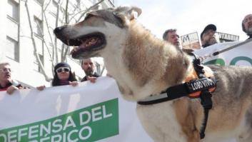 3.000 personas piden unificar las normativas en defensa del lobo ibérico