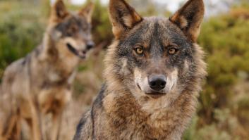La caza del lobo quedará prohibida en toda España