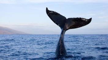 Tres ballenas pigmeas llenas de bolsas de plástico mueren al encallar en Taiwán
